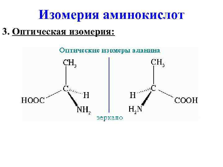 Соединение аминокислот. Соединение аминокислот друг с другом. Как соединяются аминокислоты. Картинки аминокислот содержащих азот.