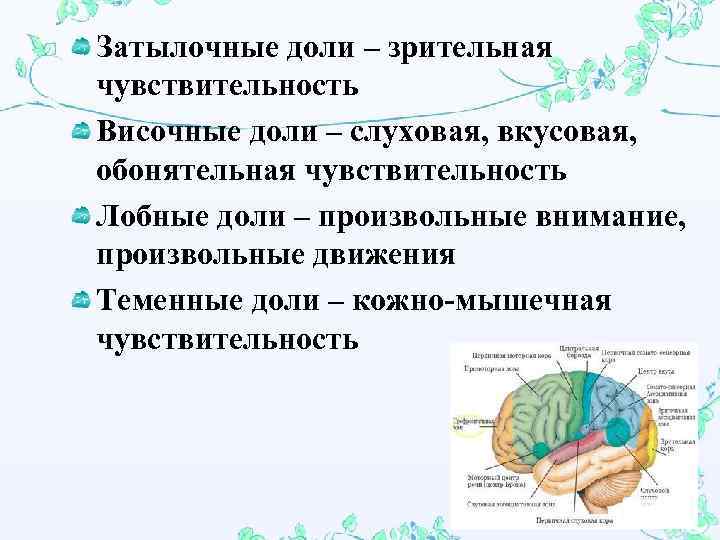 Затылочные доли – зрительная чувствительность Височные доли – слуховая, вкусовая, обонятельная чувствительность Лобные доли