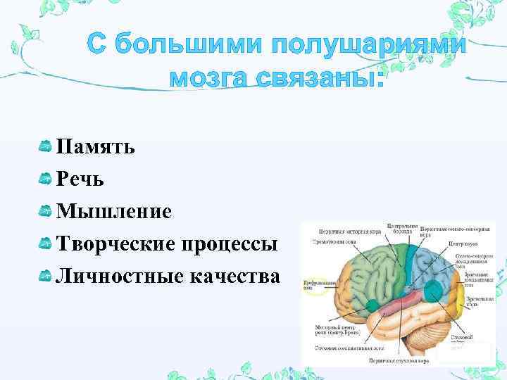 С большими полушариями мозга связаны: Память Речь Мышление Творческие процессы Личностные качества 