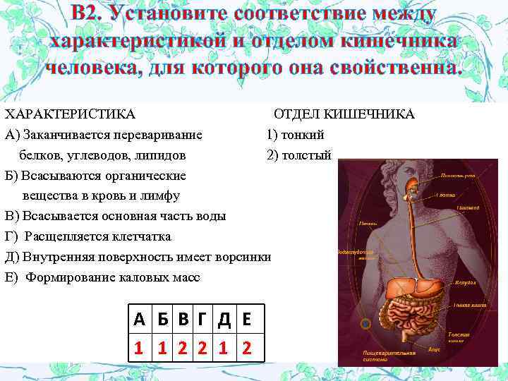 Соответствие между характеристикой организма