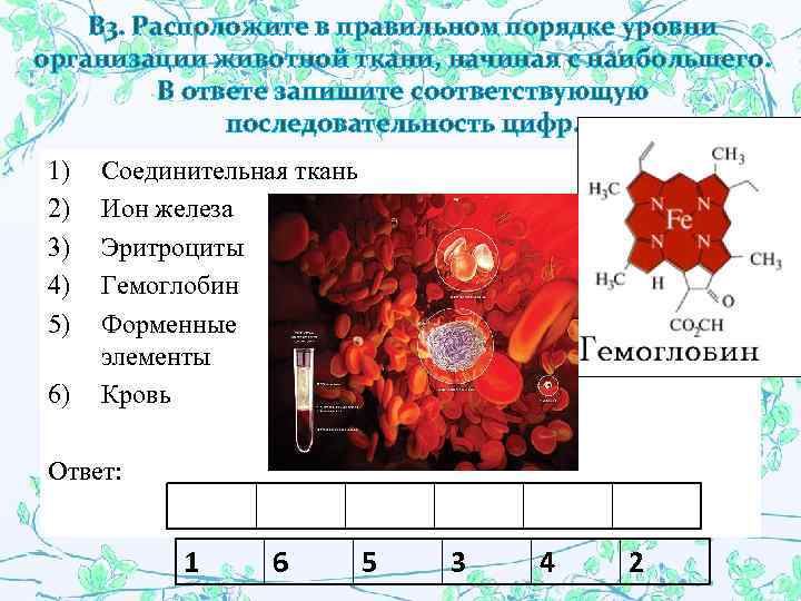 В 3. Расположите в правильном порядке уровни организации животной ткани, начиная с наибольшего. В