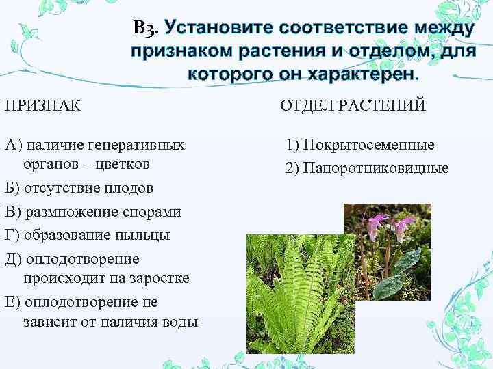 В 3. Установите соответствие между признаком растения и отделом, для которого он характерен. ПРИЗНАК