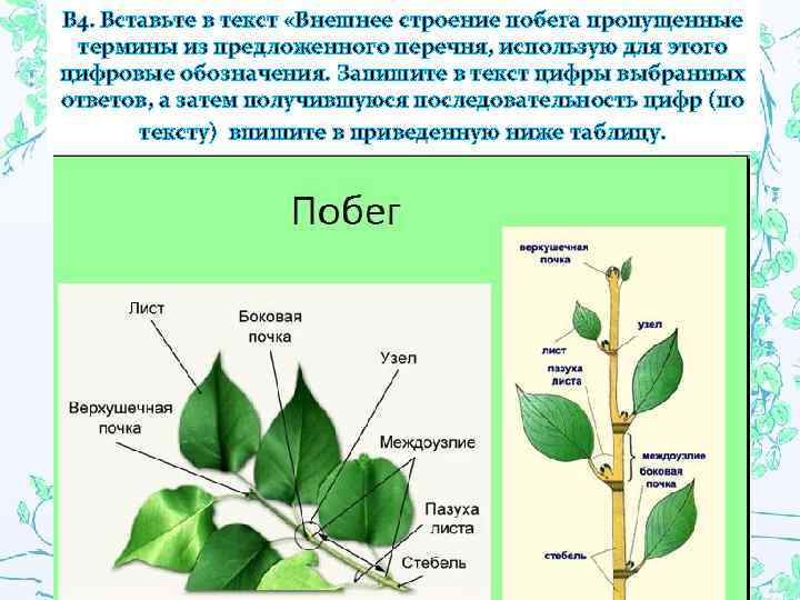 В 4. Вставьте в текст «Внешнее строение побега пропущенные термины из предложенного перечня, использую