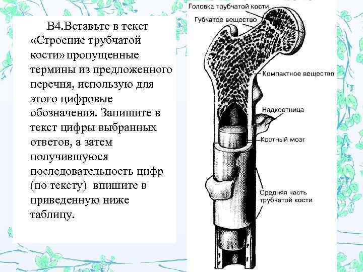 Строение кости картинка