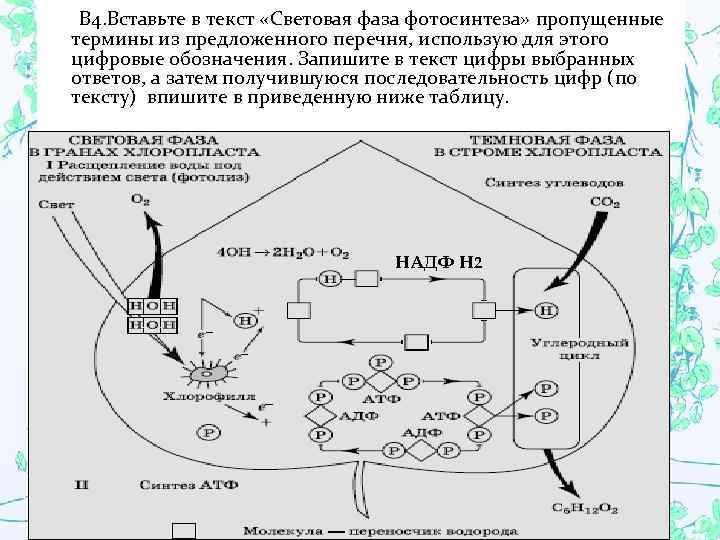  В 4. Вставьте в текст «Световая фаза фотосинтеза» пропущенные термины из предложенного перечня,