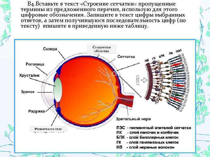  В 4. Вставьте в текст «Строение сетчатки» пропущенные термины из предложенного перечня, использую