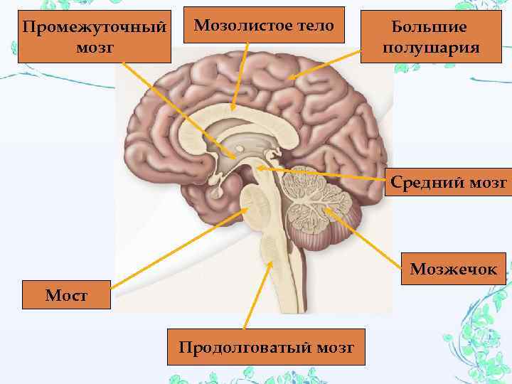 Промежуточный мозг Мозолистое тело Большие полушария Средний мозг Мозжечок Мост Продолговатый мозг 