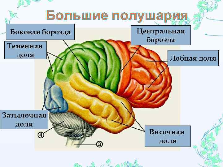 Большие полушария Боковая борозда Теменная доля Затылочная доля Центральная борозда Лобная доля Височная доля