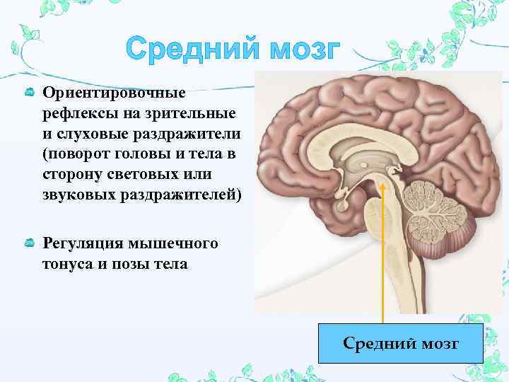 Средний мозг Ориентировочные рефлексы на зрительные и слуховые раздражители (поворот головы и тела в