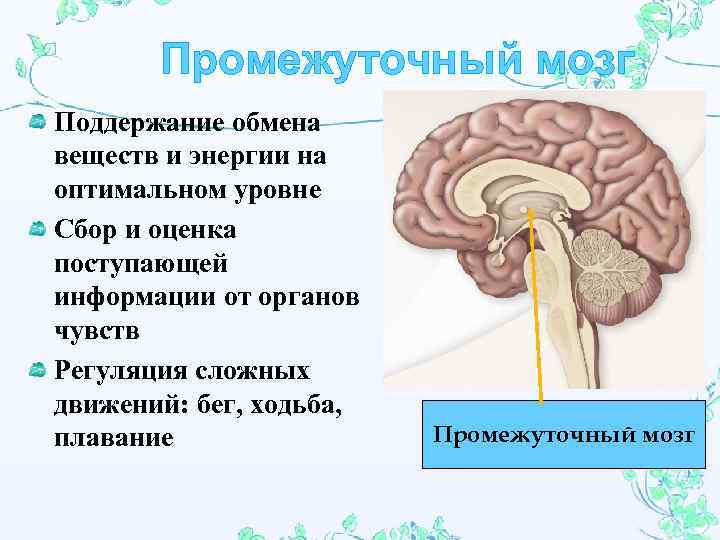 Промежуточный мозг Поддержание обмена веществ и энергии на оптимальном уровне Сбор и оценка поступающей