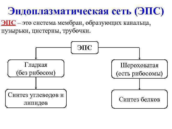 Эндоплазматическая сеть (ЭПС) ЭПС – это система мембран, образующих канальца, пузырьки, цистерны, трубочки. ЭПС