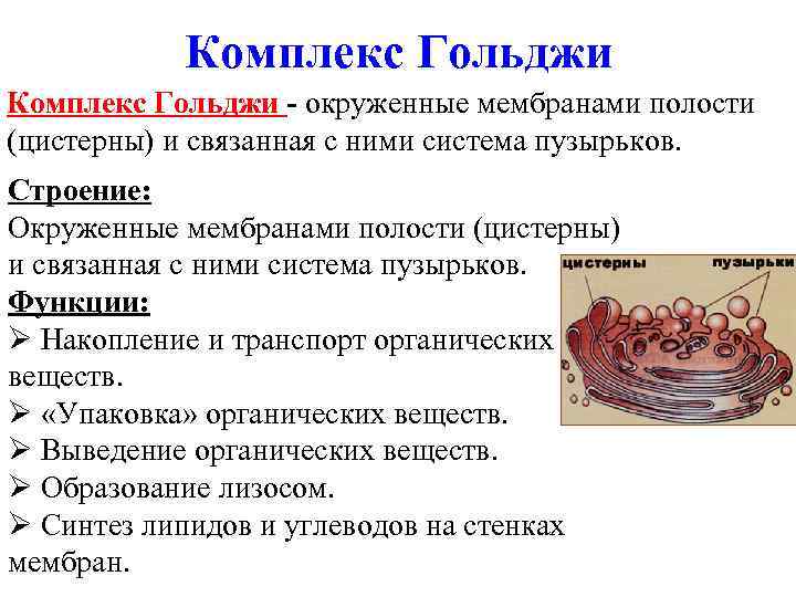 Комплекс Гольджи - окруженные мембранами полости (цистерны) и связанная с ними система пузырьков. Строение: