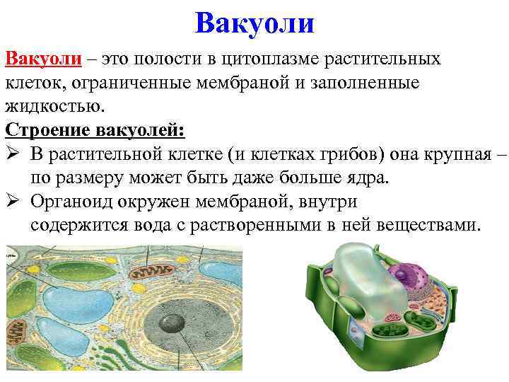 Вакуоли – это полости в цитоплазме растительных клеток, ограниченные мембраной и заполненные жидкостью. Строение