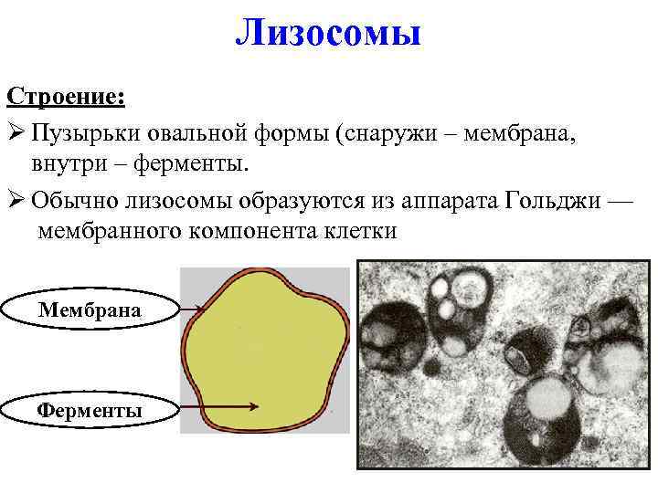 Лизосомы Строение: Ø Пузырьки овальной формы (снаружи – мембрана, внутри – ферменты. Ø Обычно