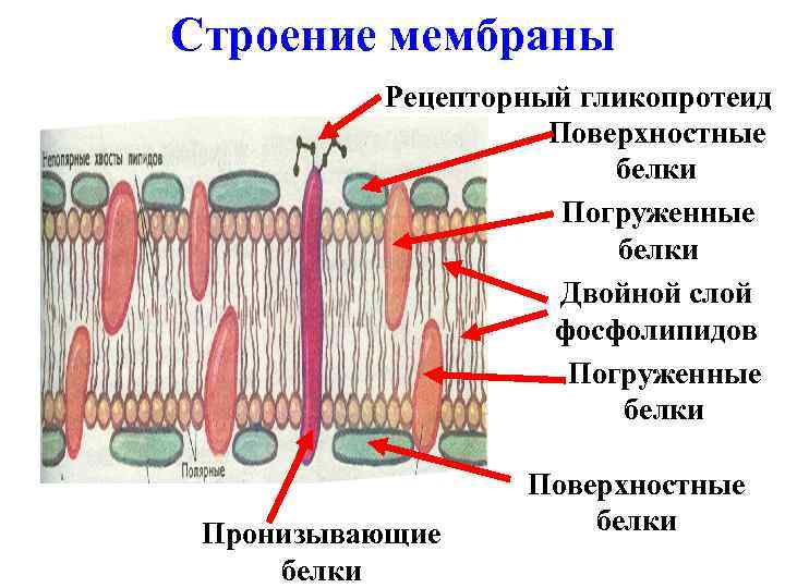 Строение мембраны Рецепторный гликопротеид Поверхностные белки Погруженные белки Двойной слой фосфолипидов Погруженные белки Пронизывающие