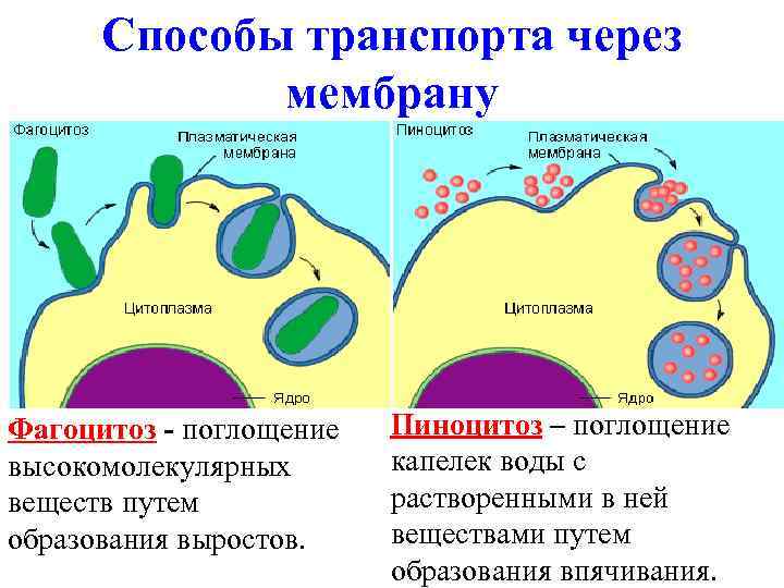 Способы транспорта через мембрану Фагоцитоз - поглощение высокомолекулярных веществ путем образования выростов. Пиноцитоз –