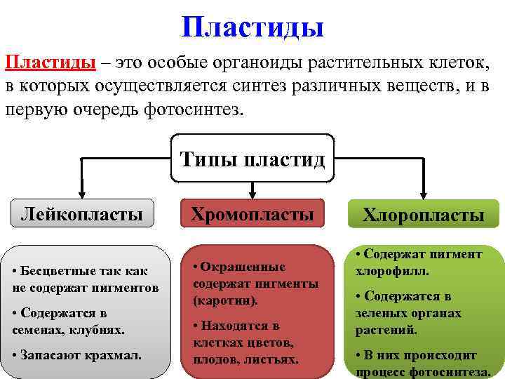 Пластиды – это особые органоиды растительных клеток, в которых осуществляется синтез различных веществ, и