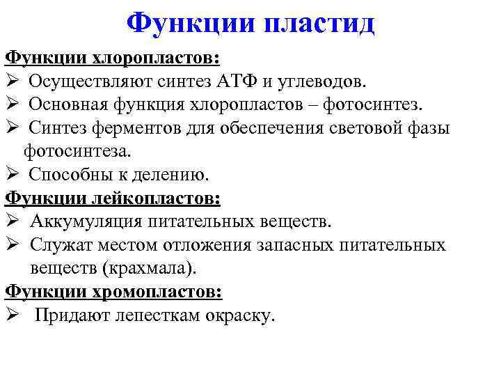 Функции пластид Функции хлоропластов: Ø Осуществляют синтез АТФ и углеводов. Ø Основная функция хлоропластов