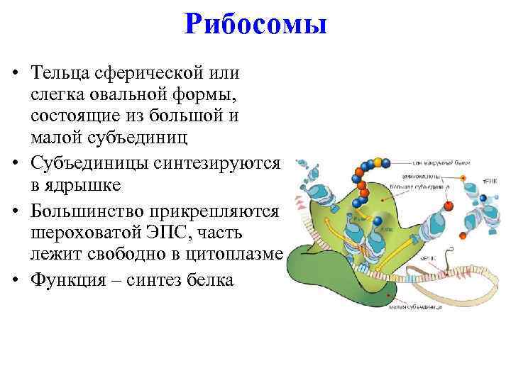 Рибосомы • Тельца сферической или слегка овальной формы, состоящие из большой и малой субъединиц