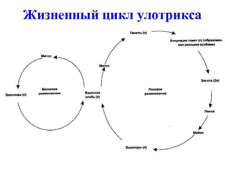 Орнитиновый цикл схема