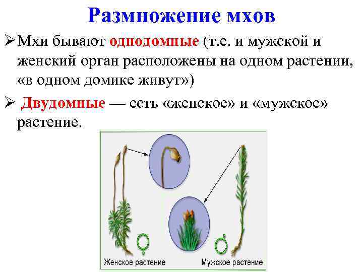 Размножение мхов схема