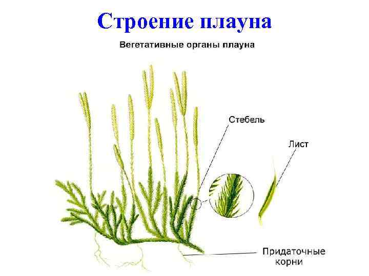 К какой группе относится растение фрагмент которого представлен на фотографии 1 водоросли 2 мхи