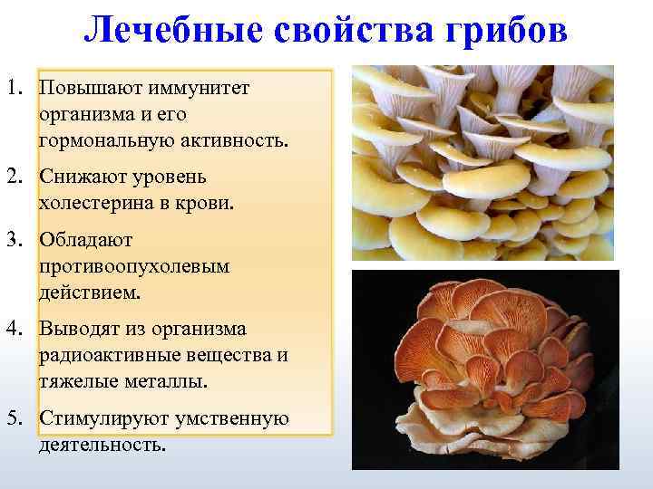 Лечебные свойства грибов 1. Повышают иммунитет организма и его гормональную активность. 2. Снижают уровень