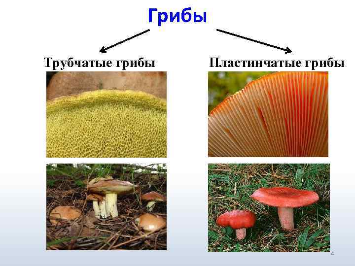 Грибы Трубчатые грибы Пластинчатые грибы 4 