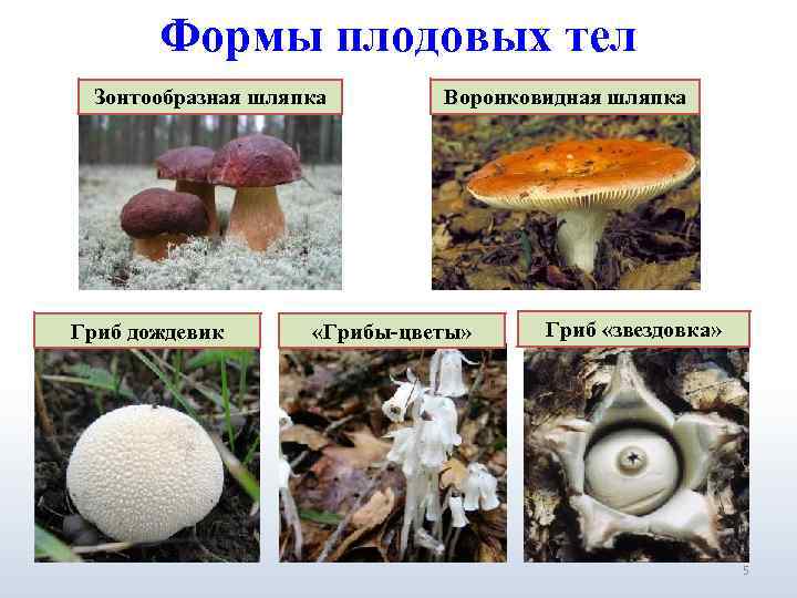 Формы плодовых тел Зонтообразная шляпка Гриб дождевик Воронковидная шляпка «Грибы-цветы» Гриб «звездовка» 5 