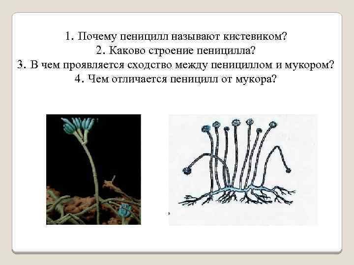 Многоклеточные грибы мукор