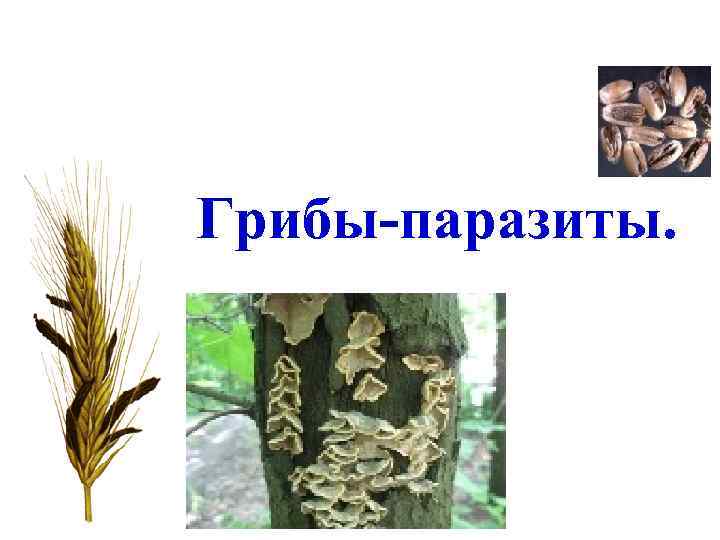 Грибы-паразиты. 