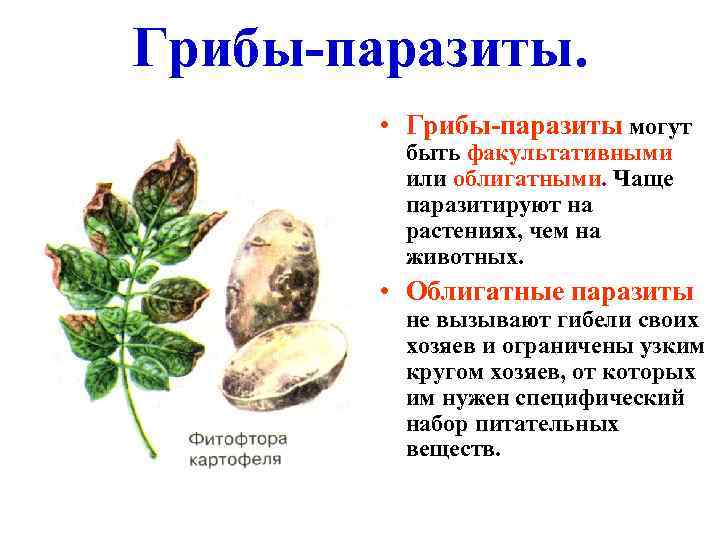 Грибы-паразиты. • Грибы-паразиты могут быть факультативными или облигатными. Чаще паразитируют на растениях, чем на