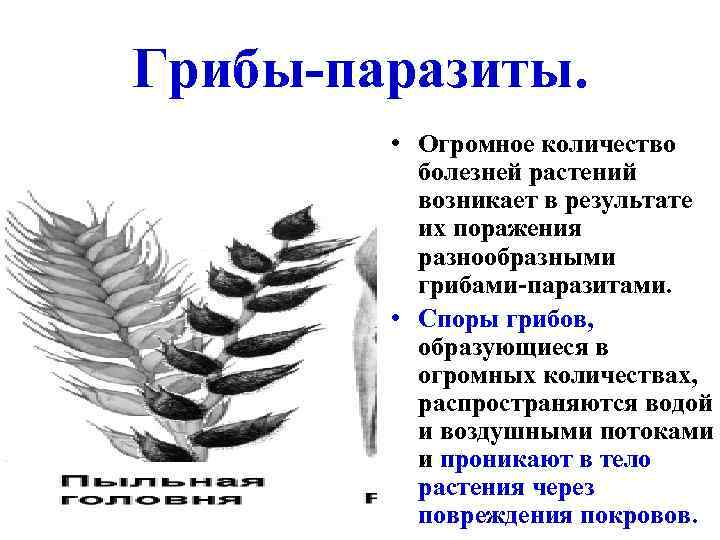 Грибы-паразиты. • Огромное количество болезней растений возникает в результате их поражения разнообразными грибами-паразитами. •