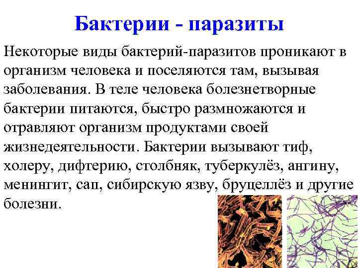 Бактерии - паразиты Некоторые виды бактерий-паразитов проникают в организм человека и поселяются там, вызывая