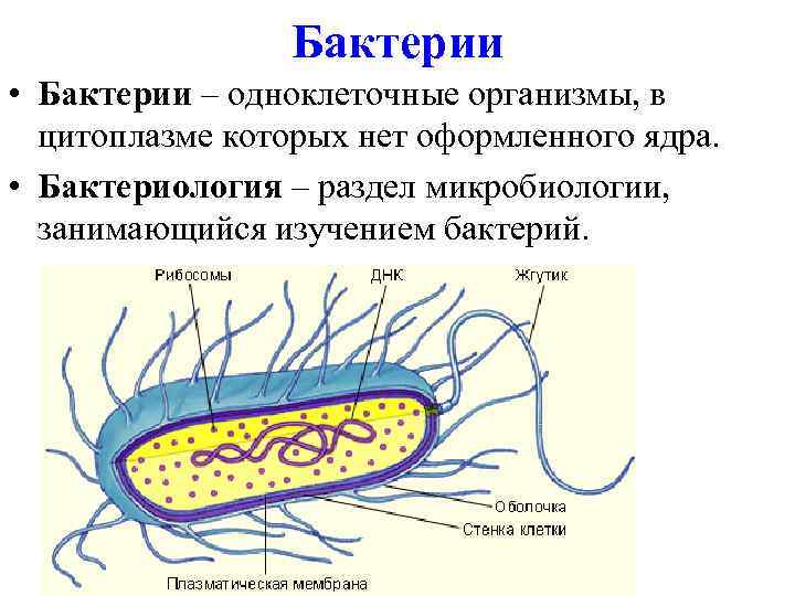 Бактерии • Бактерии – одноклеточные организмы, в цитоплазме которых нет оформленного ядра. • Бактериология