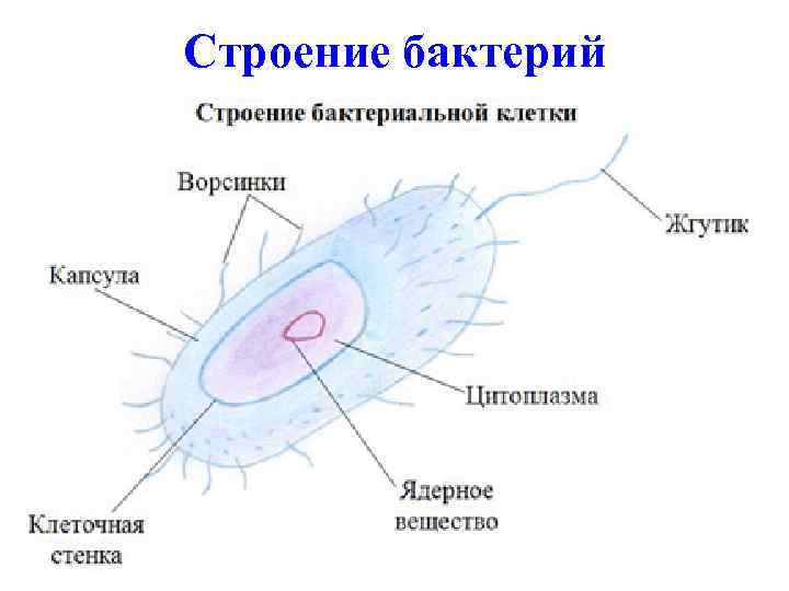 Строение бактерий 