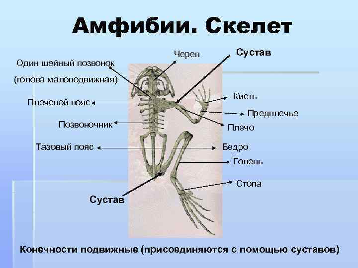 Амфибии. Скелет Один шейный позвонок Череп Сустав (голова малоподвижная) Плечевой пояс Кисть Предплечье Позвоночник