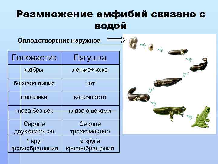 Размножение амфибий связано с водой Оплодотворение наружное Головастик Лягушка жабры легкие+кожа боковая линия нет