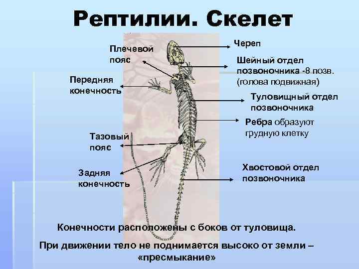 Рептилии. Скелет Плечевой пояс Передняя конечность Тазовый пояс Задняя конечность Череп Шейный отдел позвоночника