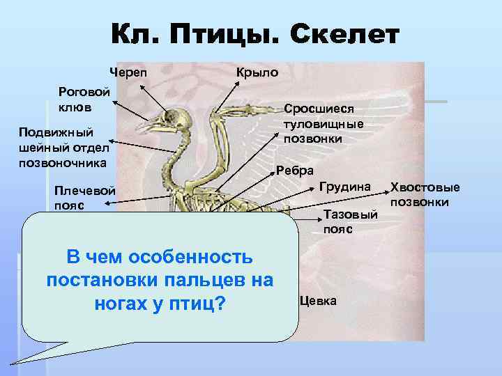 Кл. Птицы. Скелет Череп Крыло Роговой клюв Подвижный шейный отдел позвоночника Плечевой пояс Киль