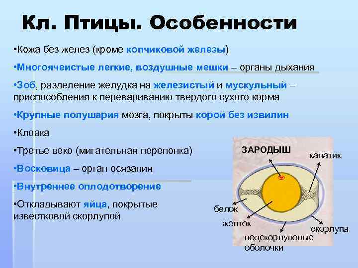 Кл. Птицы. Особенности • Кожа без желез (кроме копчиковой железы) железы • Многоячеистые легкие,