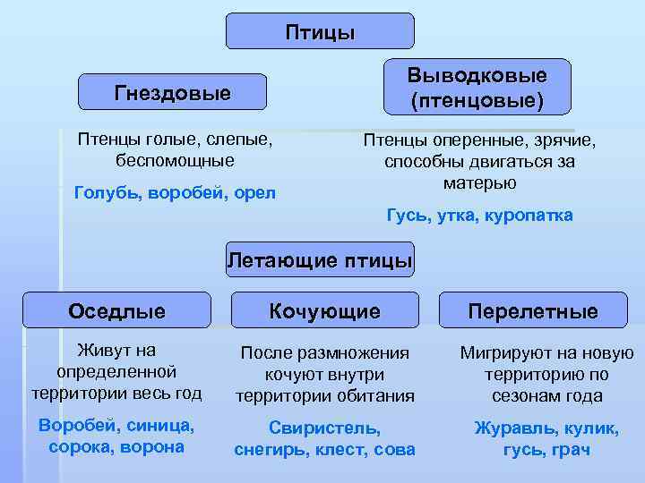 Птицы Выводковые (птенцовые) Гнездовые Птенцы голые, слепые, беспомощные Голубь, воробей, орел Птенцы оперенные, зрячие,