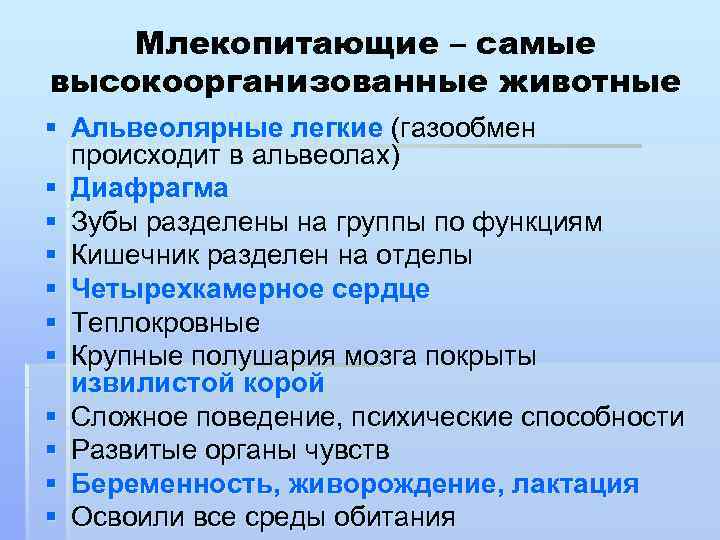 Млекопитающие – самые высокоорганизованные животные § Альвеолярные легкие (газообмен происходит в альвеолах) § Диафрагма