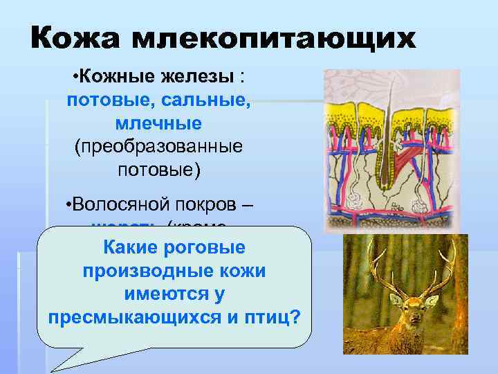 Кожа млекопитающих • Кожные железы : потовые, сальные, млечные (преобразованные потовые) • Волосяной покров