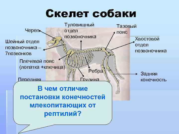 Скелет собаки Череп Шейный отдел позвоночника – 7 позвонков Туловищный отдел позвоночника Плечевой пояс