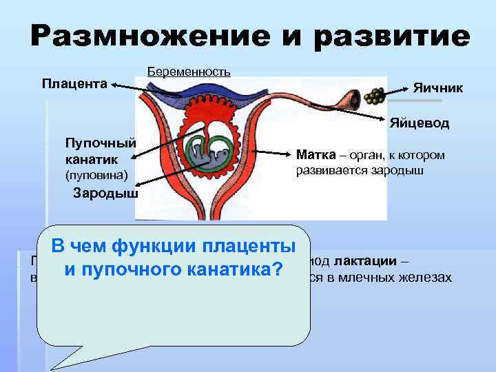 Размножение и развитие Плацента Беременность Яичник Яйцевод Пупочный канатик (пуповина) Матка – орган, к