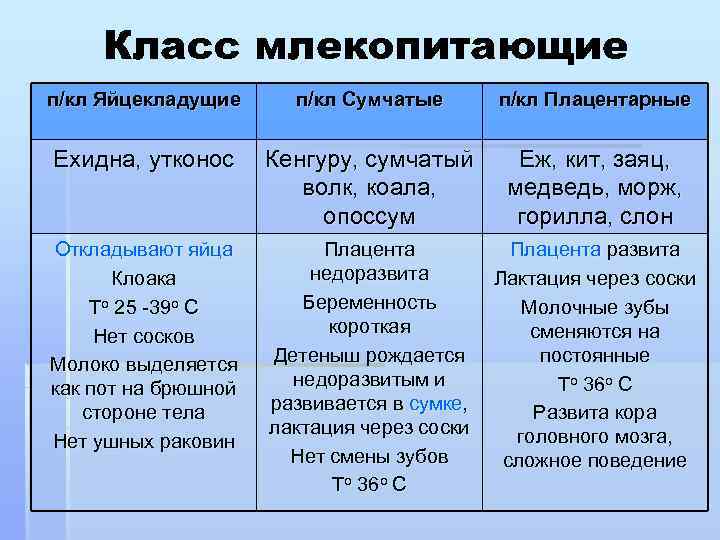 Класс млекопитающие п/кл Яйцекладущие п/кл Сумчатые п/кл Плацентарные Ехидна, утконос Кенгуру, сумчатый волк, коала,