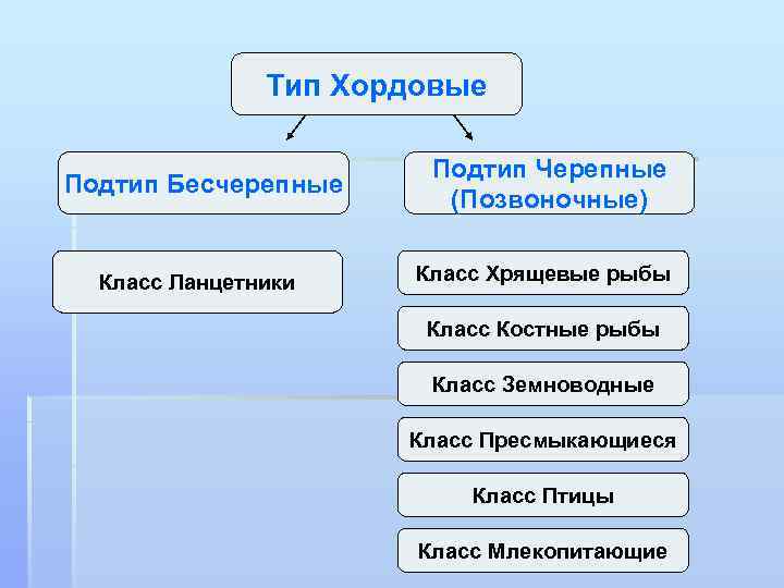 Тип Хордовые Подтип Бесчерепные Подтип Черепные (Позвоночные) Класс Ланцетники Класс Хрящевые рыбы Класс Костные