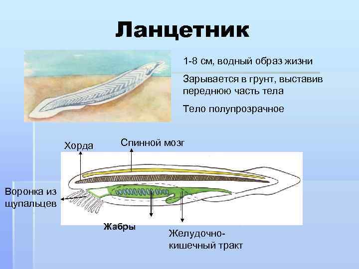 Ланцетник 1 -8 см, водный образ жизни Зарывается в грунт, выставив переднюю часть тела