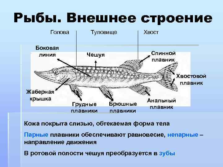 Рыбы. Внешнее строение Голова Боковая линия Туловище Хвост Спинной плавник Чешуя Хвостовой плавник Жаберная